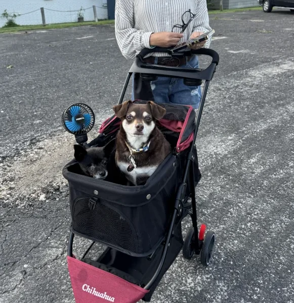 Portable Foldable Pet Stroller for Small Dogs & Cats, Travel Carrier with Canopy, Storage Basket